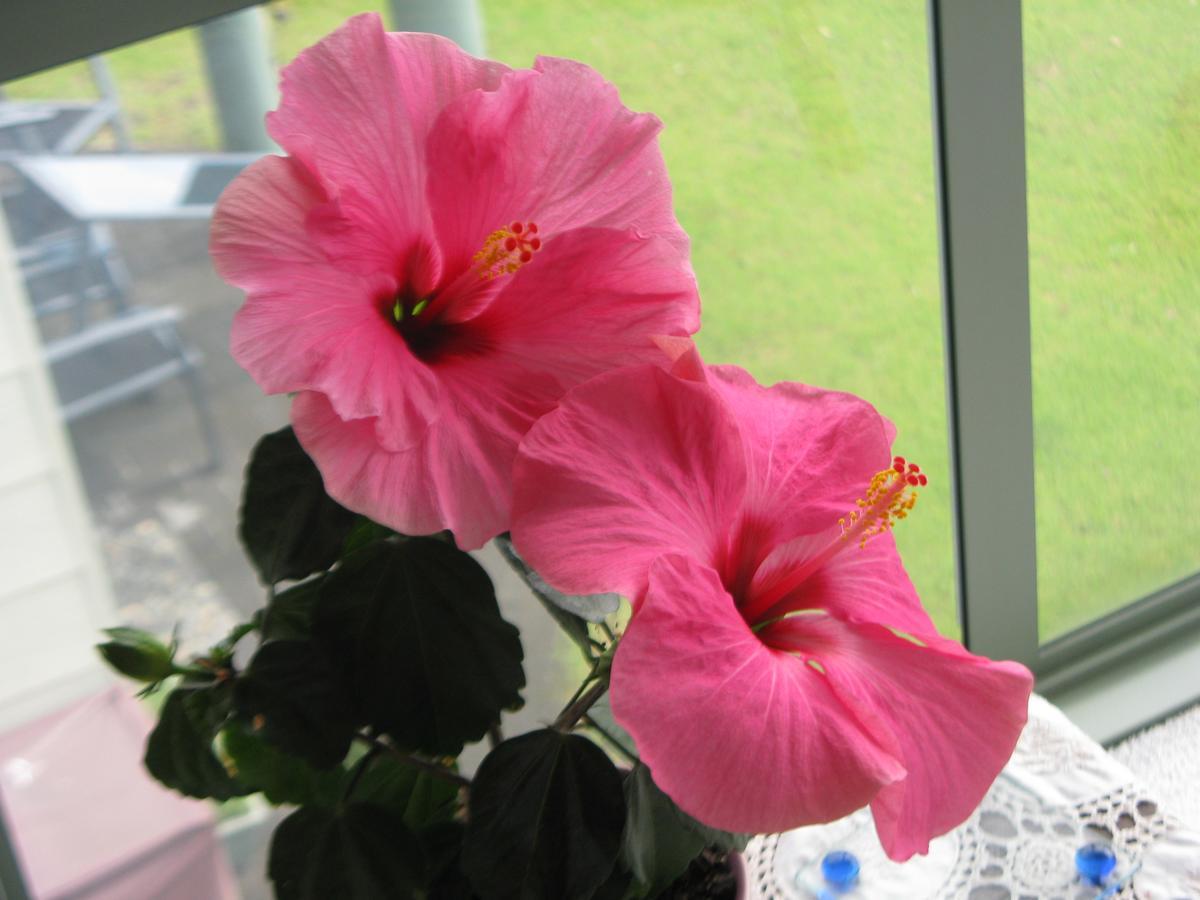 Hibiscus Bed & Breakfast Waihi Extérieur photo